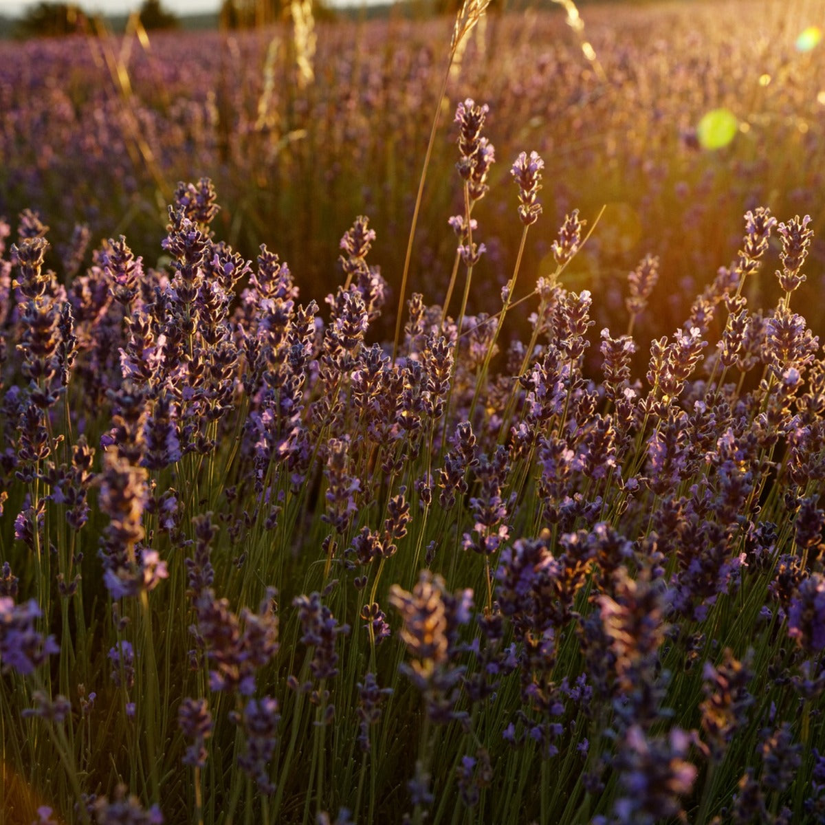 Jabón Líquido Karité Lavanda