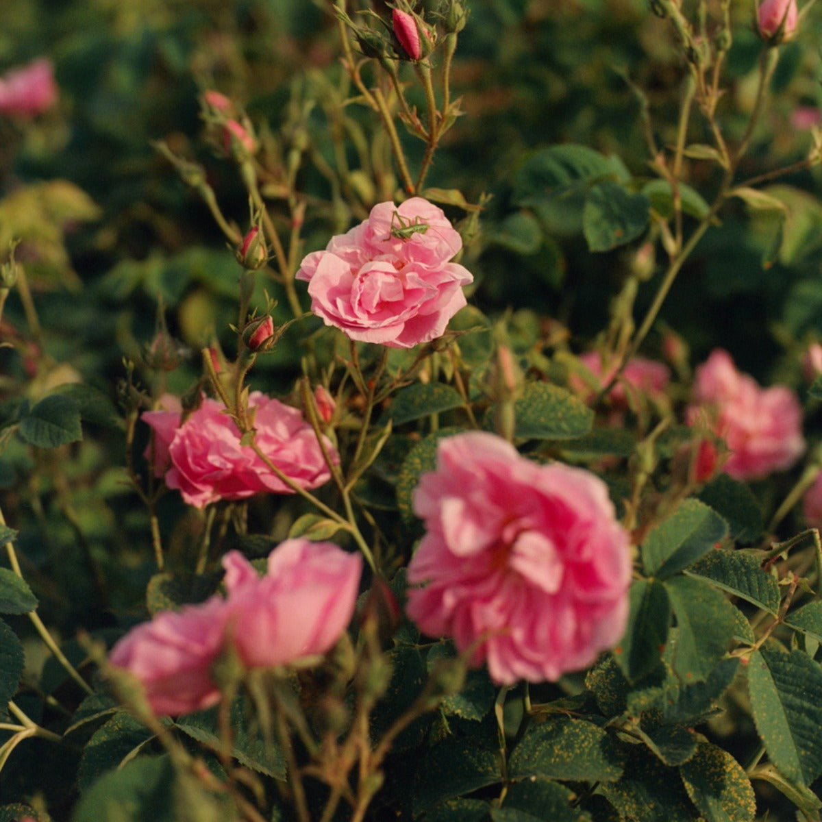 Jabón Líquido Karité Rosa