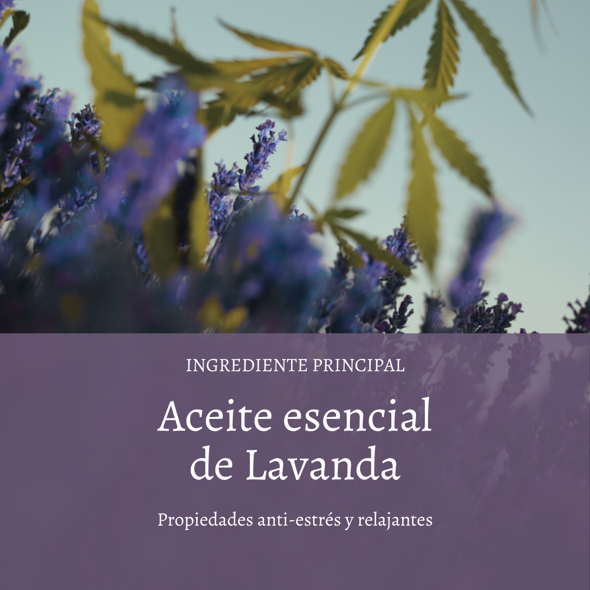 Gel de Ducha Lavanda Relajante