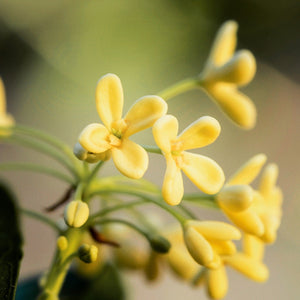 Leche de Cuerpo Osmanthus