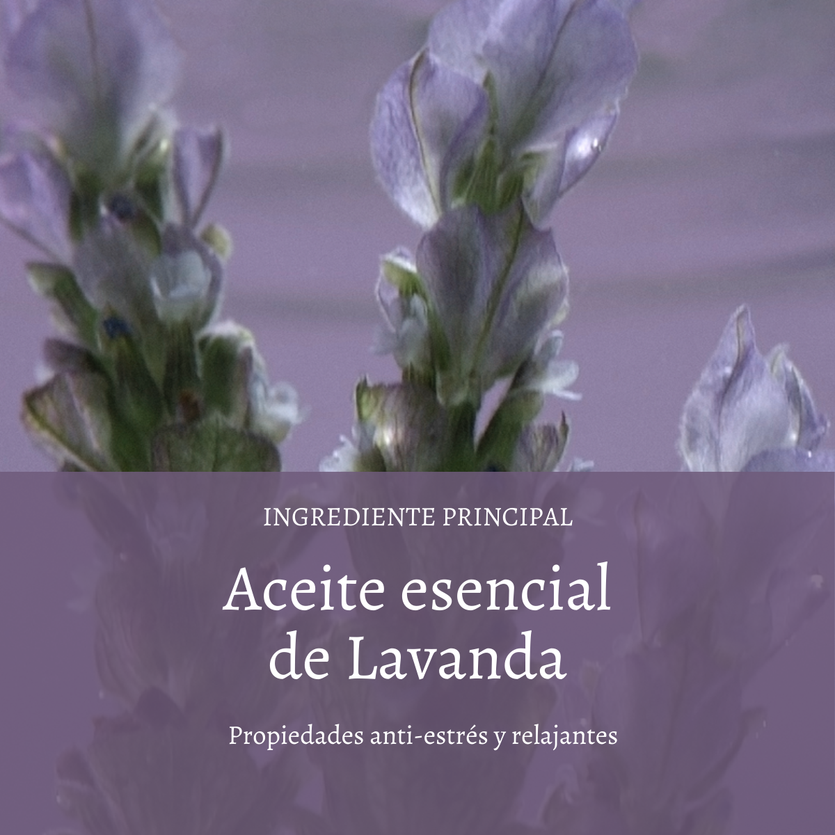 Espuma de Baño Lavanda