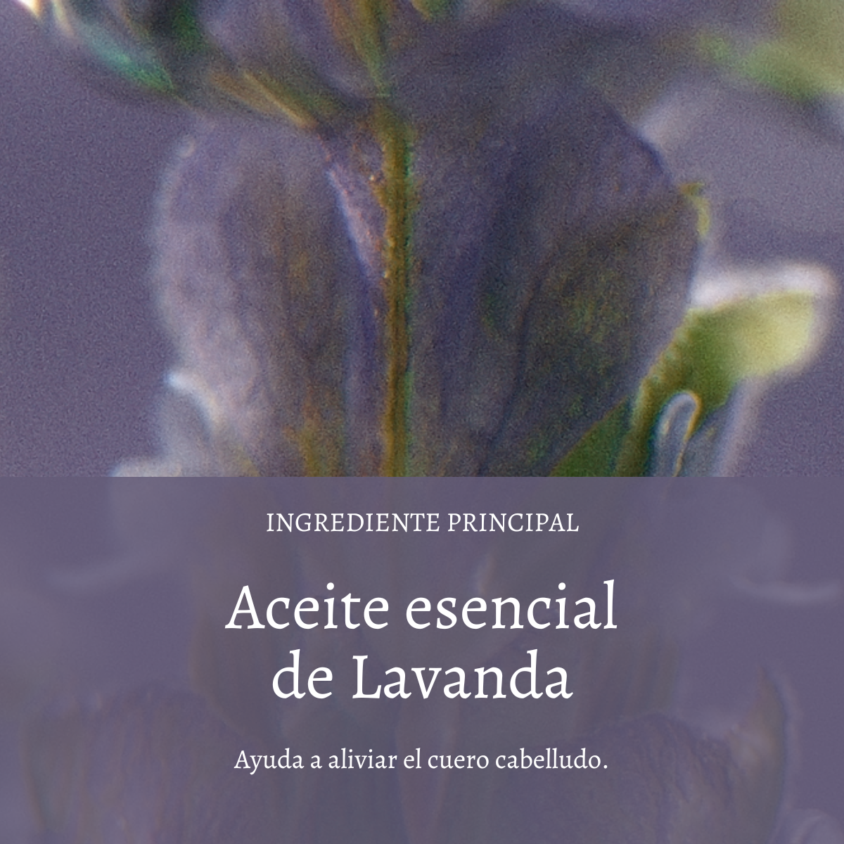 Sérum Capilar Hidratante Nocturno