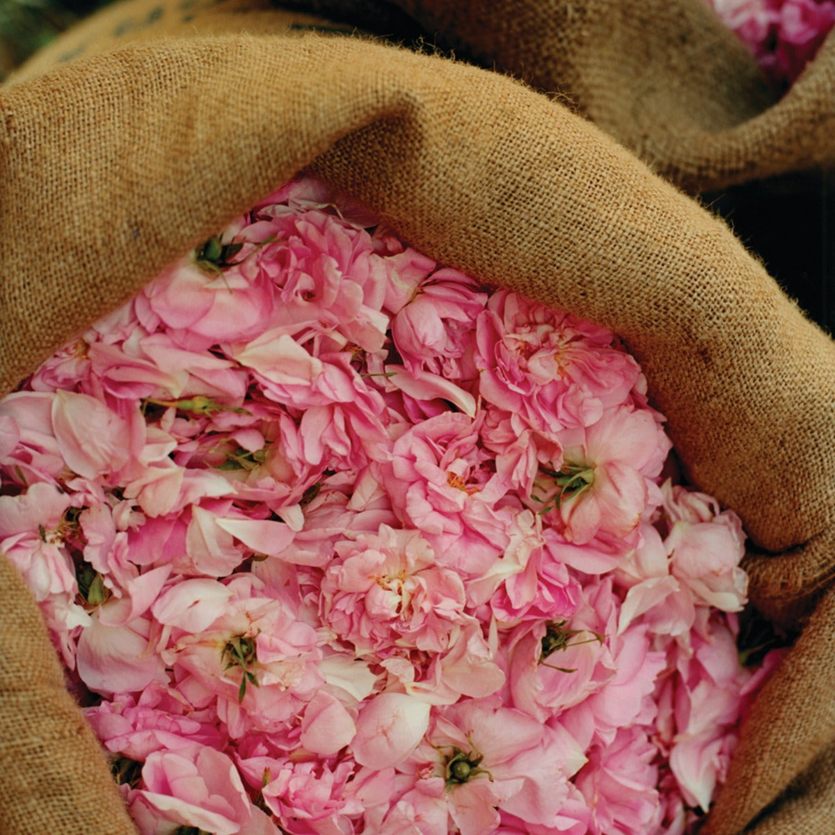 Crema de Manos Rosa