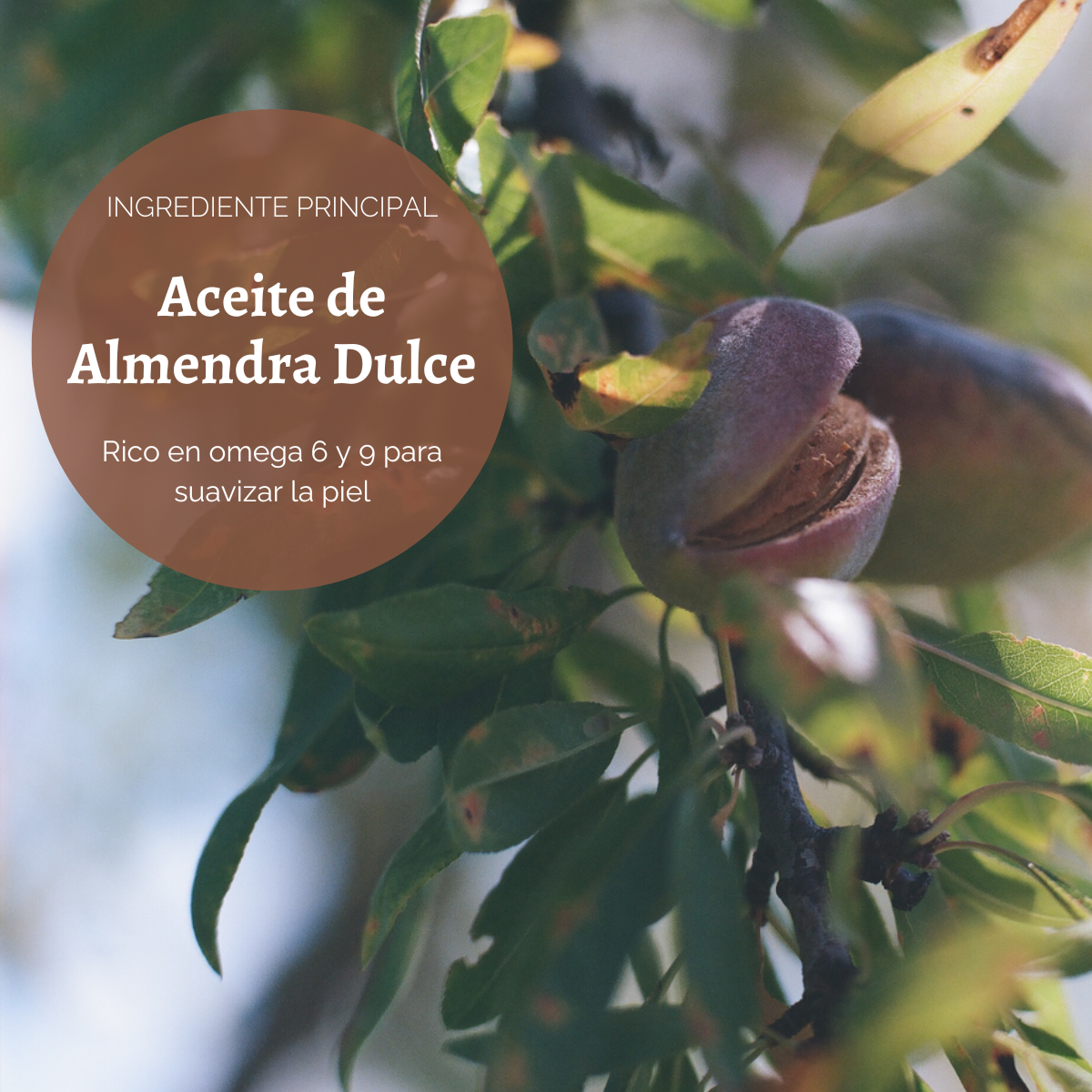 Aceite Elasticidad de Cuerpo Almendra