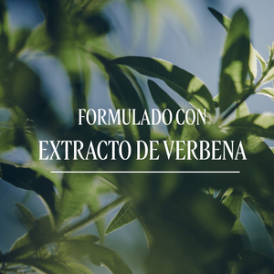 Extracto de Verbena, conocido por sus propiedades olfativas vigorizantes y refrescantes