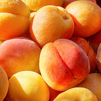Apricot Featured Ingredient - L'Occitane