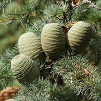 Cedar Featured Ingredient - L'Occitane