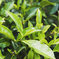 Green_Tea Featured Ingredient - L'Occitane