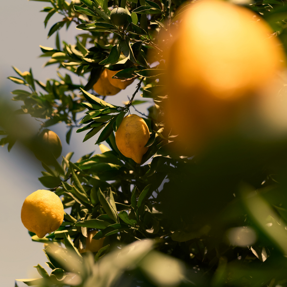 Eau de Toilette Verbena Citrus LOccitane Chile
