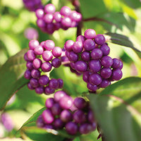 Japanese_Beautyberry Featured Ingredient - L'Occitane