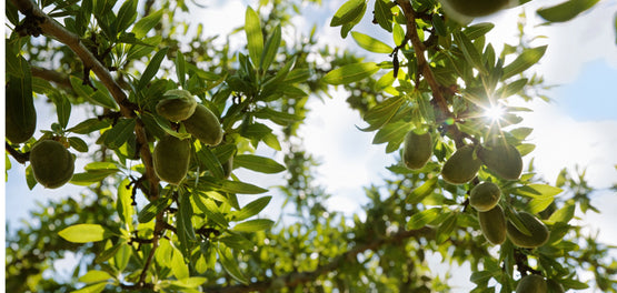 Ingrediente icónico L'Occitane: Almendra. Hidrata, suaviza y ayuda a la elasticidad de la piel.