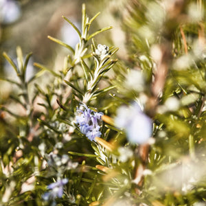 Eau de Parfum Bois Flotté