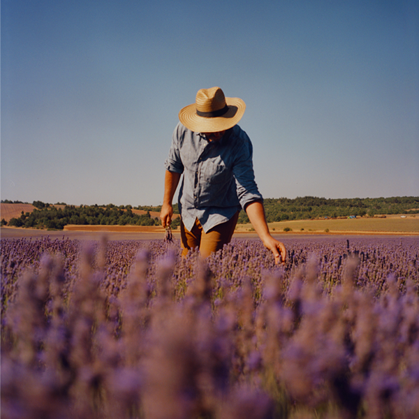Colección Lavanda